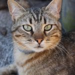 6 CARA MENGUSIR KUCING LIAR AGAR TIDAK MASUK RUMAH, ADA KOPI HINGGA AROMA JERUK