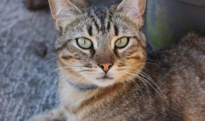 6 Cara Mengusir Kucing Liar agar Tidak Masuk Rumah, Ada Kopi hingga Aroma Jeruk