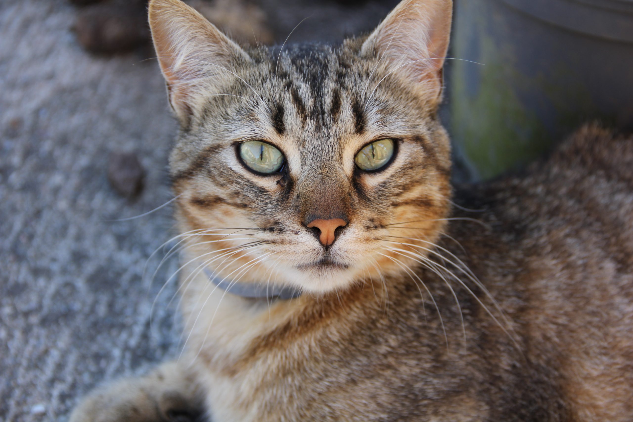 6 Cara Mengusir Kucing Liar agar Tidak Masuk Rumah, Ada Kopi hingga Aroma Jeruk, Deempatbelas.com