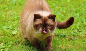 Penyebab Mata Kucing Berselaput Putih yang Harus Diwaspadai