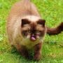PENYEBAB MATA KUCING BERSELAPUT PUTIH YANG HARUS DIWASPADAI