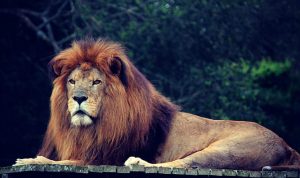 9 Arti Mimpi Dipatok Ular Kobra yang Menakutkan