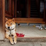 DOGECOIN DAN SHIBA INU MASIH MERANA, DOGETTI BERSIAP UNTUK MENUJU BULAN SAAT DILUNCURKAN