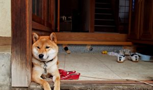 Dogecoin dan Shiba Inu Masih Merana, Dogetti Bersiap untuk Menuju Bulan Saat Diluncurkan