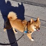 DOGECOIN DAN SHIBA INU DIHANTAM KEKUATAN BEARISH, BIG EYES COIN BAGIKAN KODE BONUS 250 PERSEN