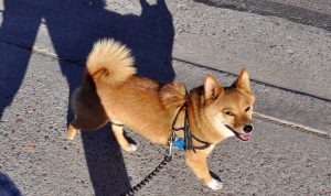 Dogecoin dan Shiba Inu Dihantam Kekuatan Bearish, Big Eyes Coin Bagikan Kode Bonus 250 Persen