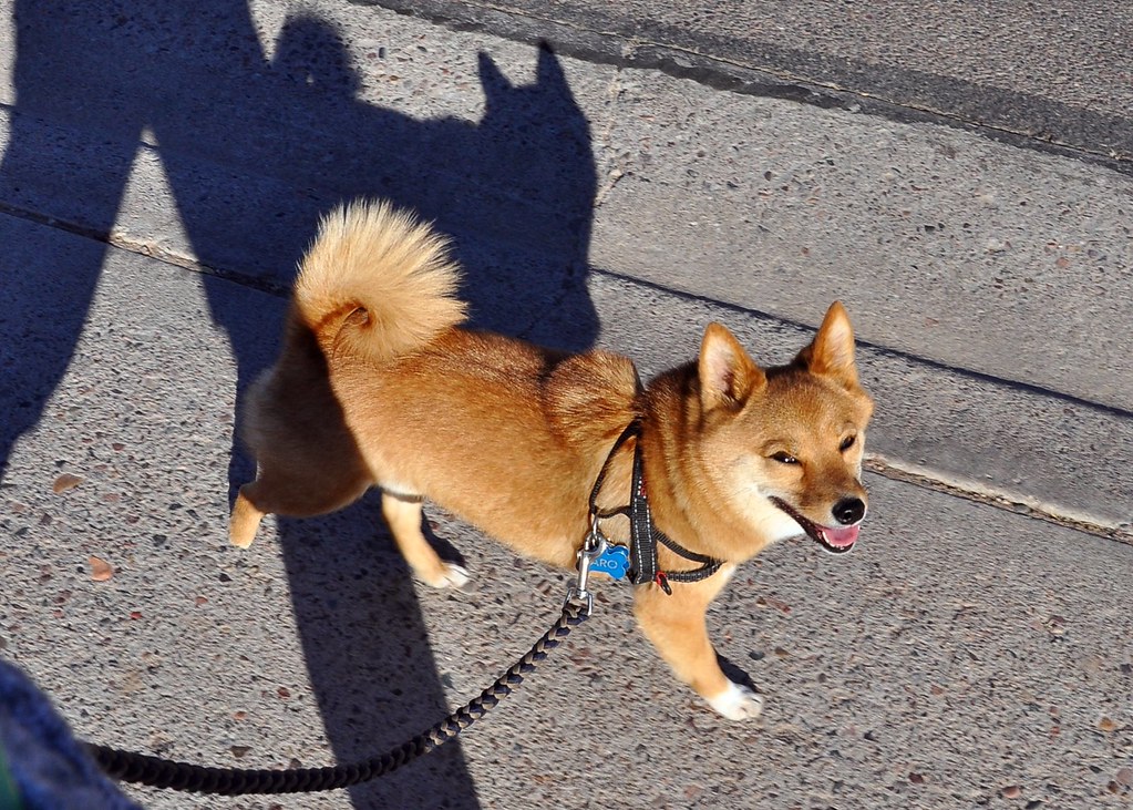 dogecoin-dan-shiba-inu-dihantam-kekuatan-bearish-big-eyes-coin-bagikan-kode-bonus-250-persen.jpg Dogecoin dan Shiba Inu Dihantam Kekuatan Bearish, Big Eyes Coin Bagikan Kode Bonus 250 Persen, Deempatbelas.com