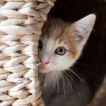 ANABUL PELIHARAAN HILANG, INI 6 TIPS AMPUH CARI KUCING YANG HILANG