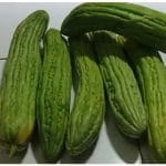 TANPA BAHAN TAMBAHAN, INI CARA MENYIMPAN PARE AGAR AWET DAN SEGAR SELAMA BERBULAN-BULAN