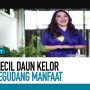 10 MANFAAT DAUN KELOR DAN RESEP MASAKAN YANG MAMPU MENCEGAH KANKER