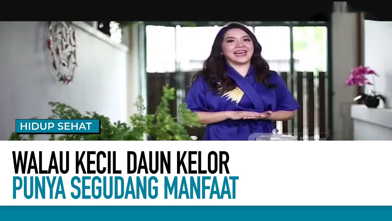 10 Manfaat Daun Kelor dan Resep Masakan yang Mampu Mencegah Kanker, Deempatbelas.com