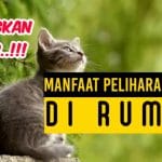 SELAIN MEMBUAT HIDUP BAHAGIA, INI 5 MANFAAT HEWAN PELIHARAAN BAGI KESEHATAN MENTAL