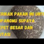 TIPS JITU HINDARI SCAM, JANGAN SAMPAI REKENINGMU TERKURAS! | FIMELA TIPS UPDATE