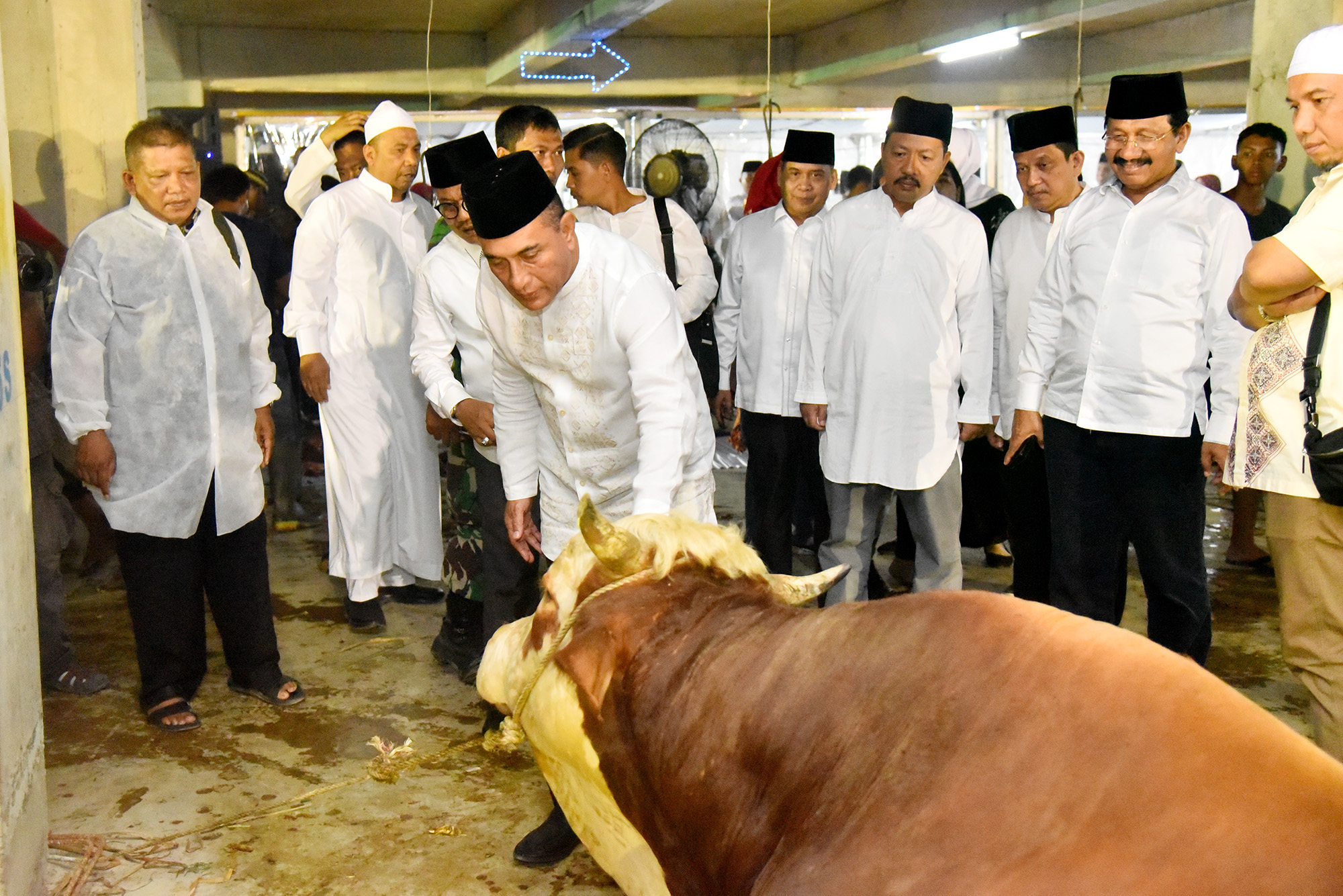 Pemprov Sumut Sebar 150 Ekor Sapi Kurban di Seluruh Sumut, Deempatbelas.com