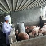 UPT BARANTIN DI BELAWAN FASILITASI PENGIRIMAN BABI KE KALIMANTAN BARAT
