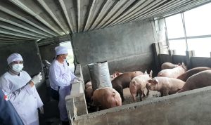 UPT Barantin di Belawan Fasilitasi Pengiriman Babi ke Kalimantan Barat, Deempatbelas.com