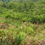 MASYARAKAT DESA BATU SUNDUNG DESAK KEJATISU SEGERA TANGKAP SEMUA PIHAK YANG TERLIBAT DALAM KASUS PENYELEWENGAN DANA PSR BPDPKS