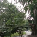 TERTIMPA POHON SAAT OLAHRAGA, SISWI DI LANGKAT MENINGGAL DUNIA