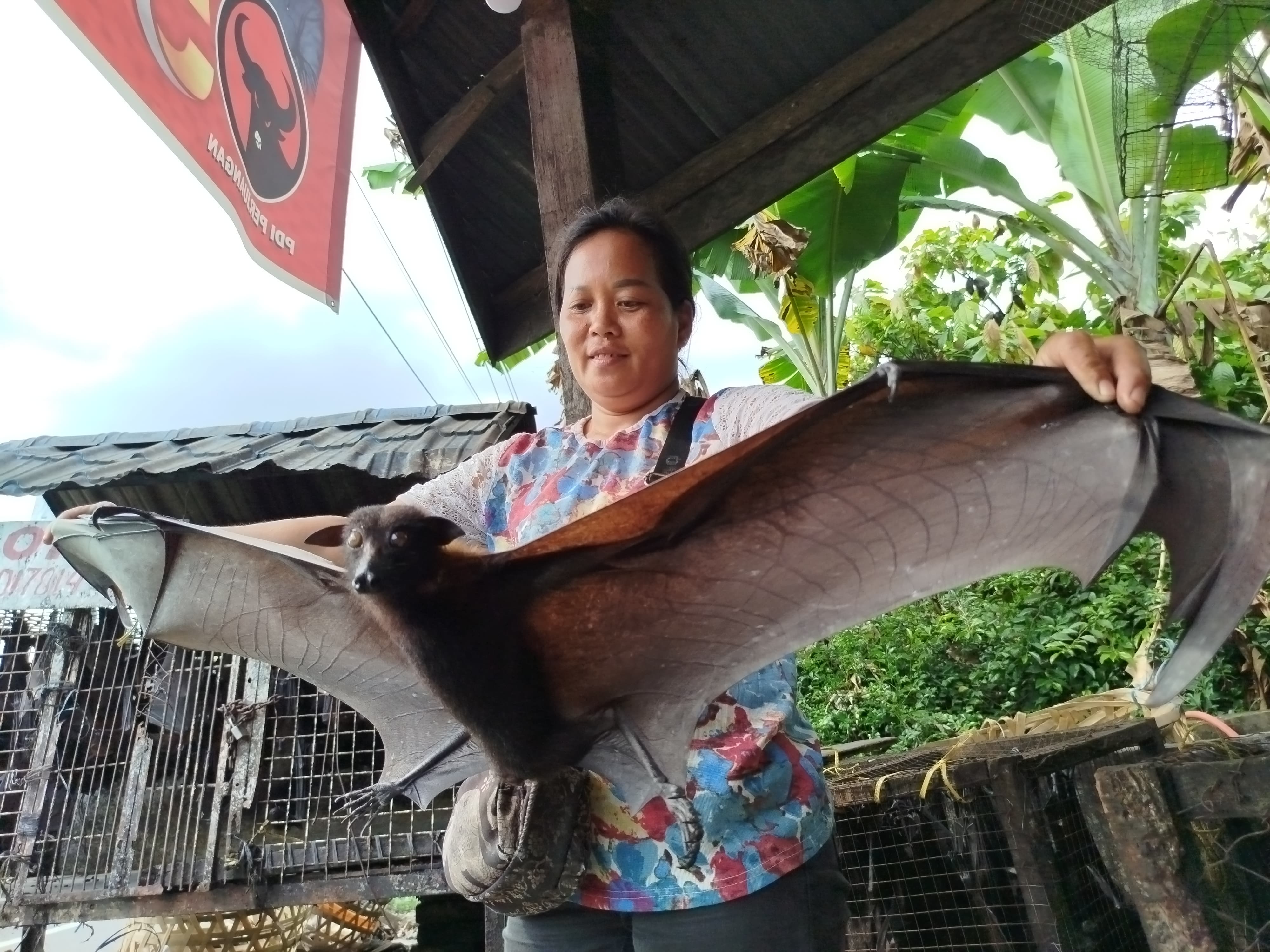 Dua Puluh Tahun Bertahan, Santi Gurusinga Hidupi Keluarga dari Jual Kalong, Deempatbelas.com