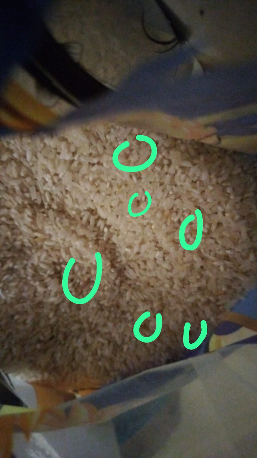 Mengejutkan, Bantuan Beras dan mie Instan di Tumpuk Hingga Berkutu dan expayed di Gudang Dinsos Deli Serdang, Deempatbelas.com